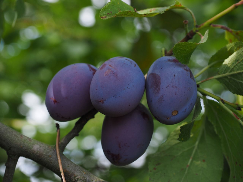 Viveros Candamo|Especialistas en Manzano de Sidra y otros Árboles Frutales  en Candamo, Asturias