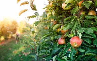 ¿Qué manzanos de sidra escoger para tu plantación?