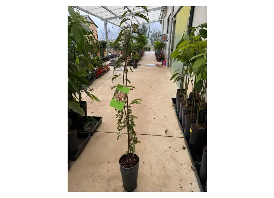 Tamarindo - Imagen 2