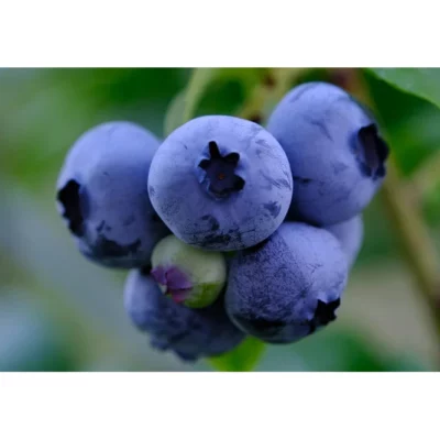 Arándano Brazelberry