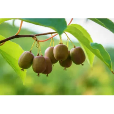 Kiwi Actinidia Arguta Issai (autofértil)