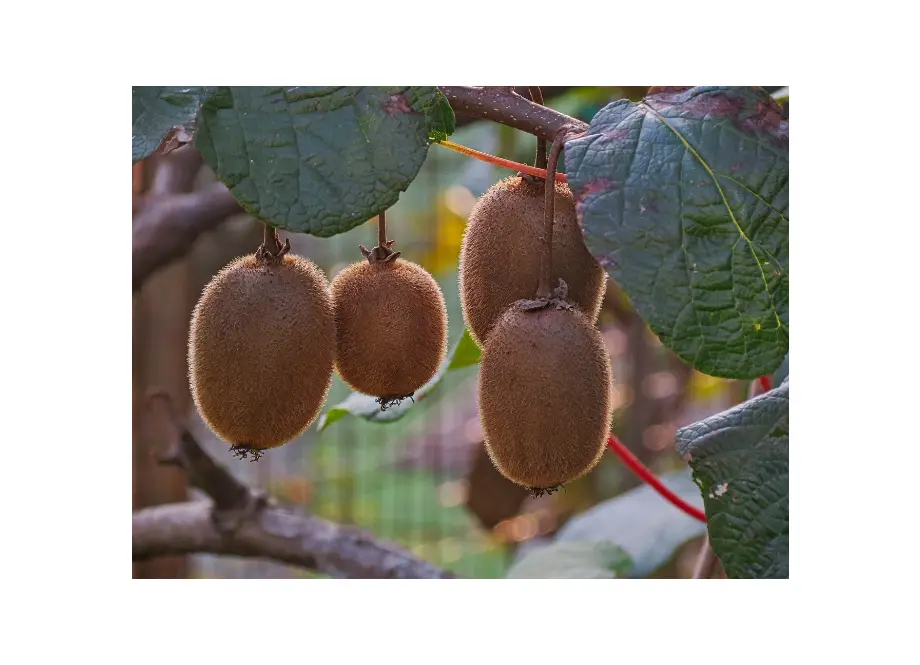 Kiwi Actinidia Jenny (Autofértil)