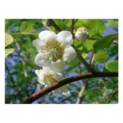 Kiwi Minkimale (Macho)